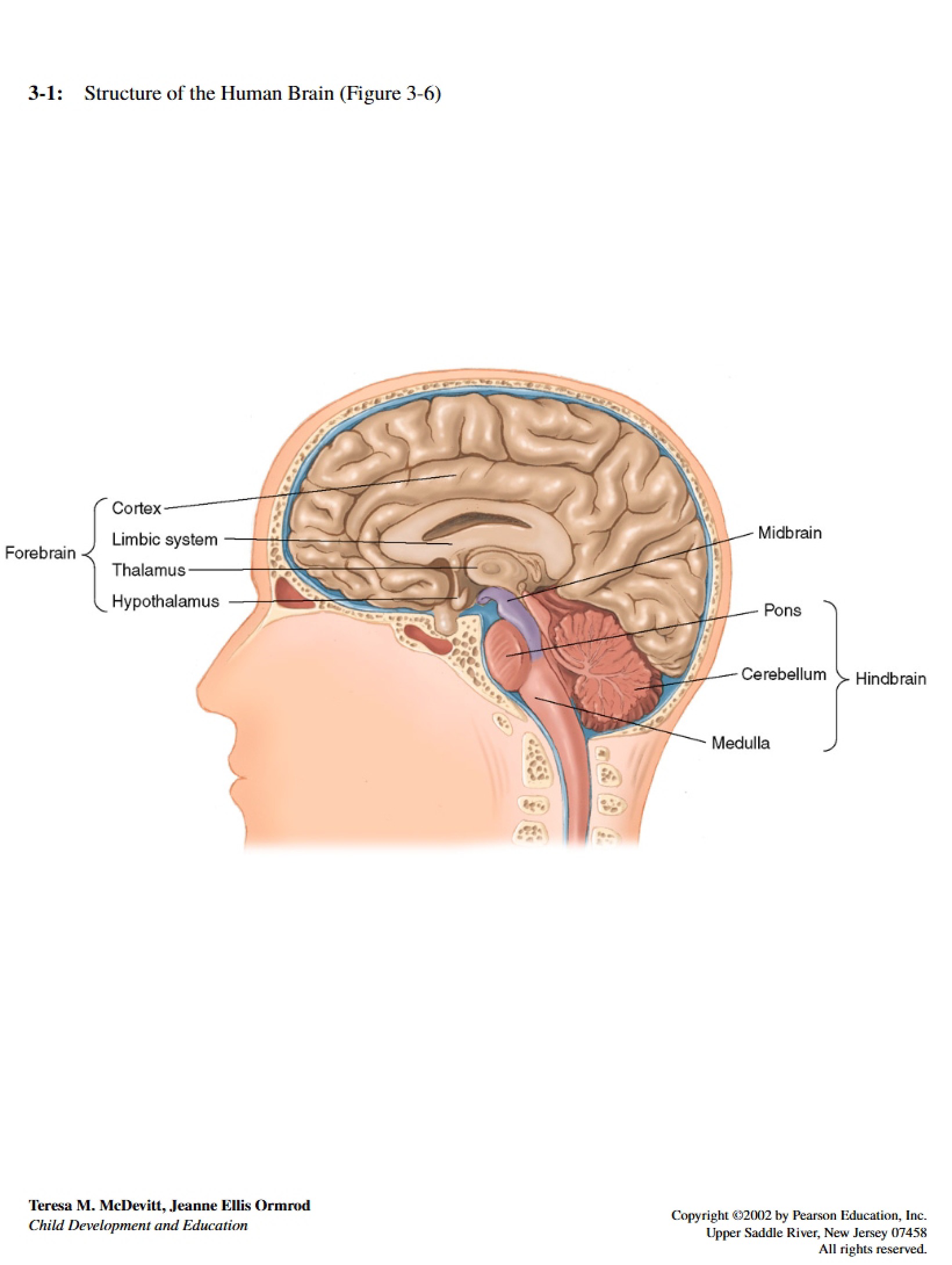 Anatomical Structure of the Human Brain