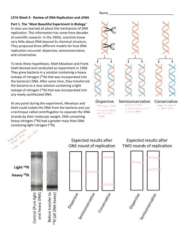 DNA Replication and cDNA Review Week 9 A