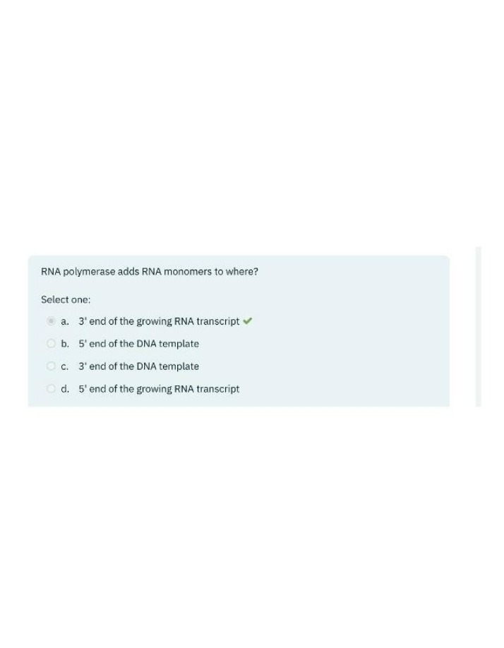 Where RNA Polymerase Adds RNA Monomers