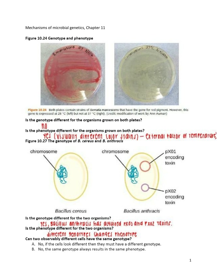 Chapter 11 Study Guide - Mechanisms of Microbial Genetics