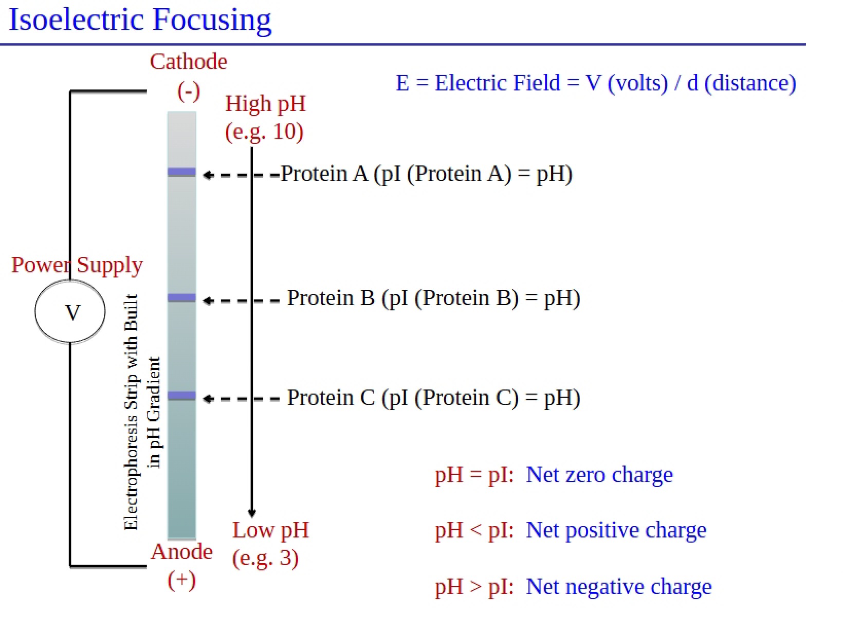 Focusing (Isoelectric)
