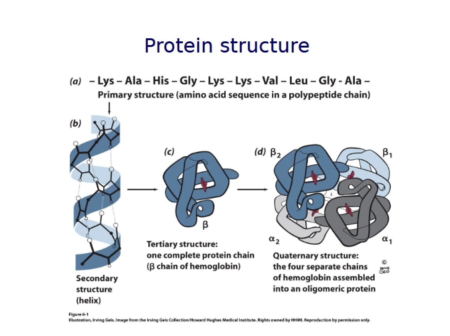 Structure of Proteins