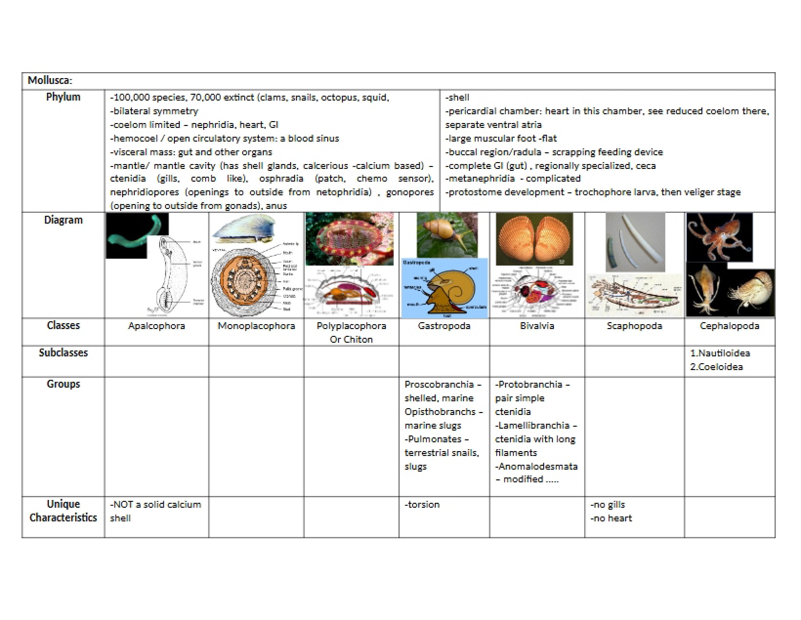 Phylum Mollusca