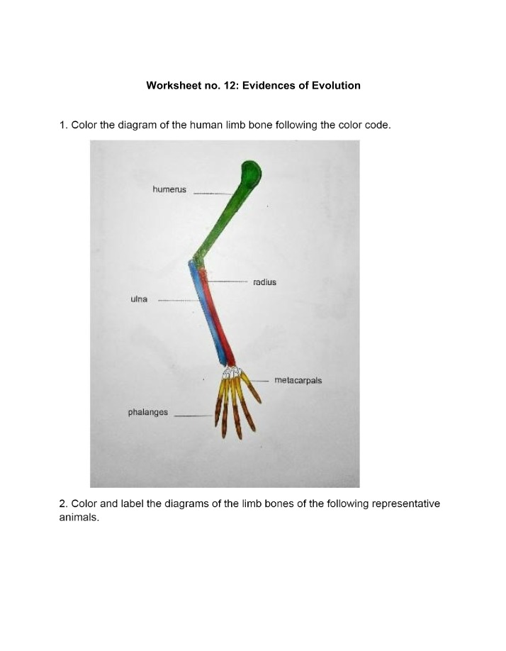 Worksheet 12 - Evidences of Evolution