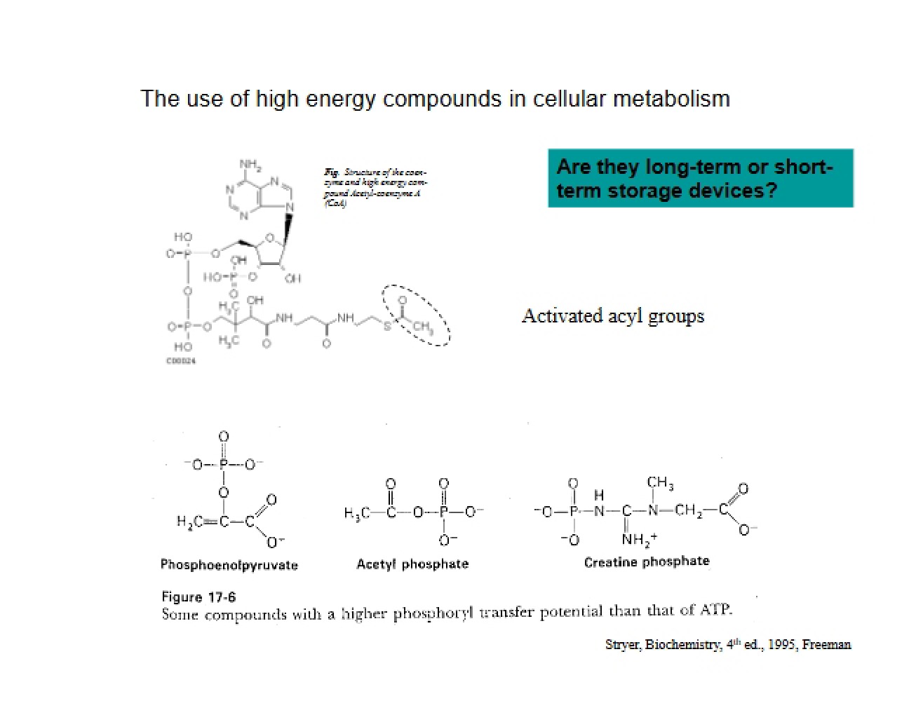 Introduction to Metabolic Biochemistry