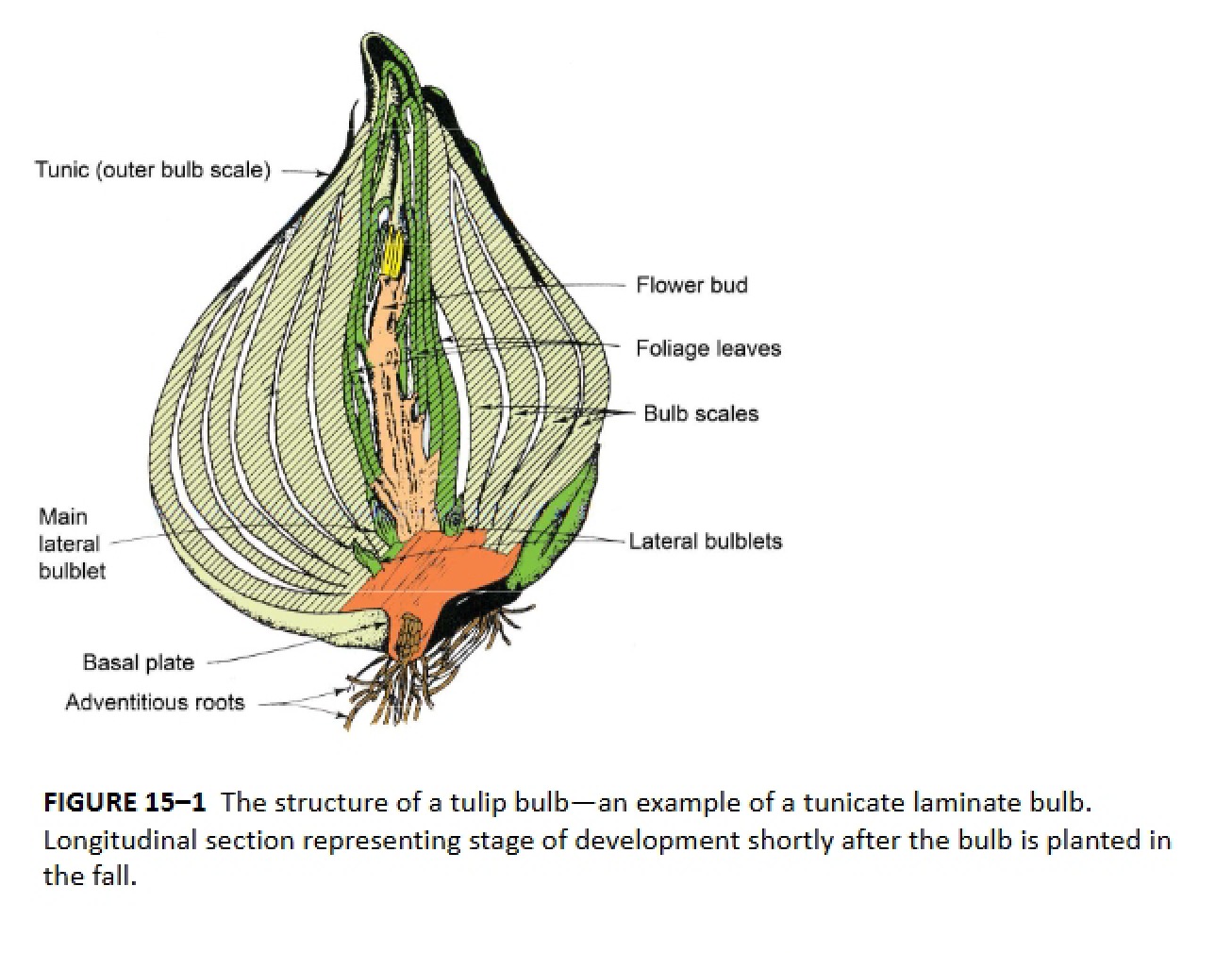 Fourth Look at Specialized Structures in Plant Propagation