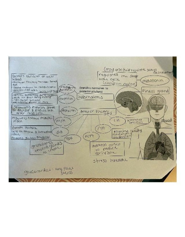 The Endocrine System - Hormones and Glands