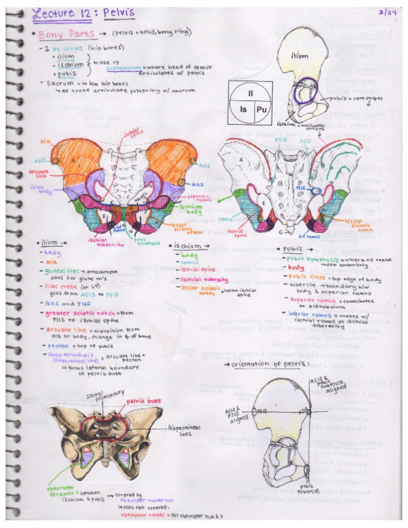 Anatomy Class Notes Part 3