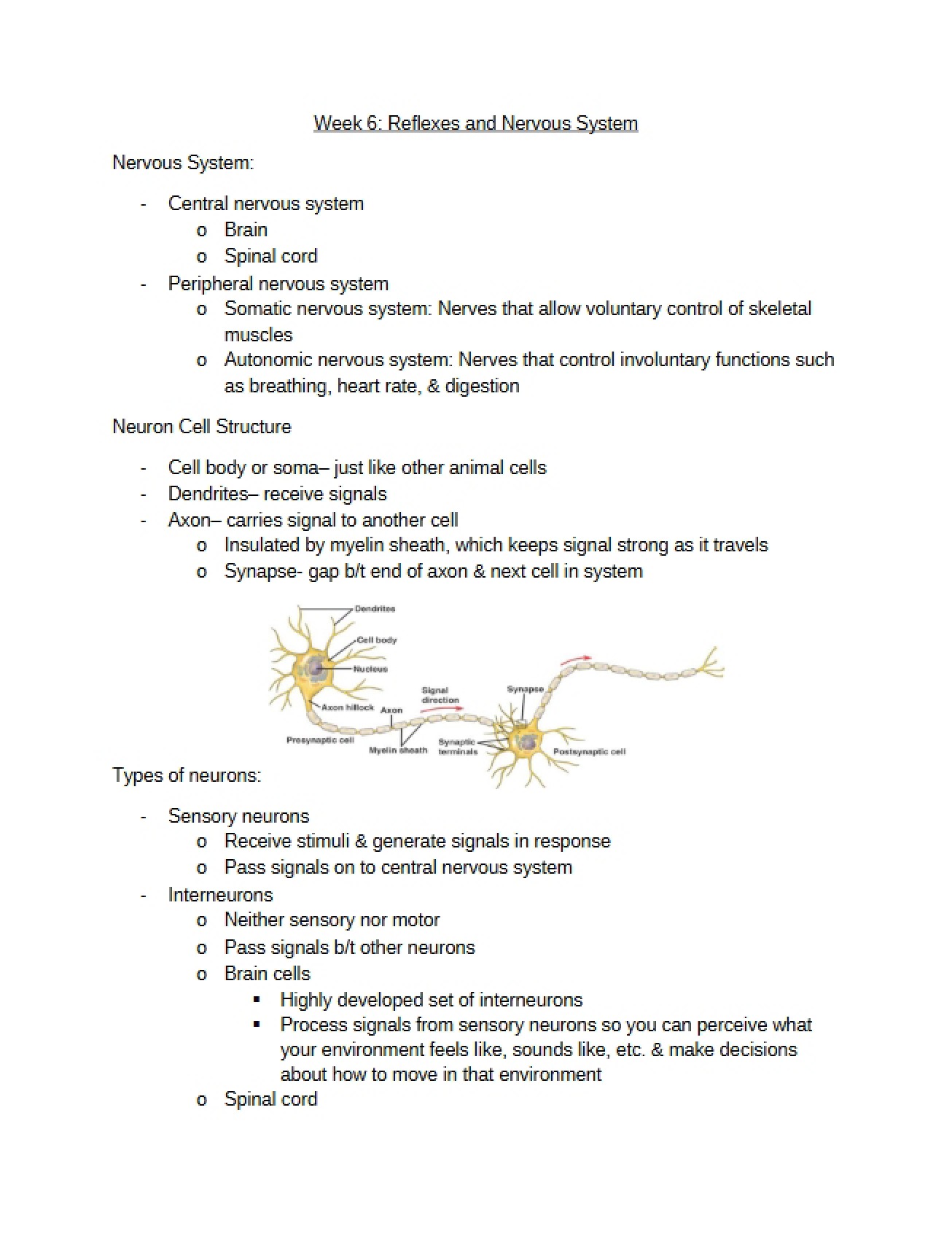 Nervous System and Reflexes
