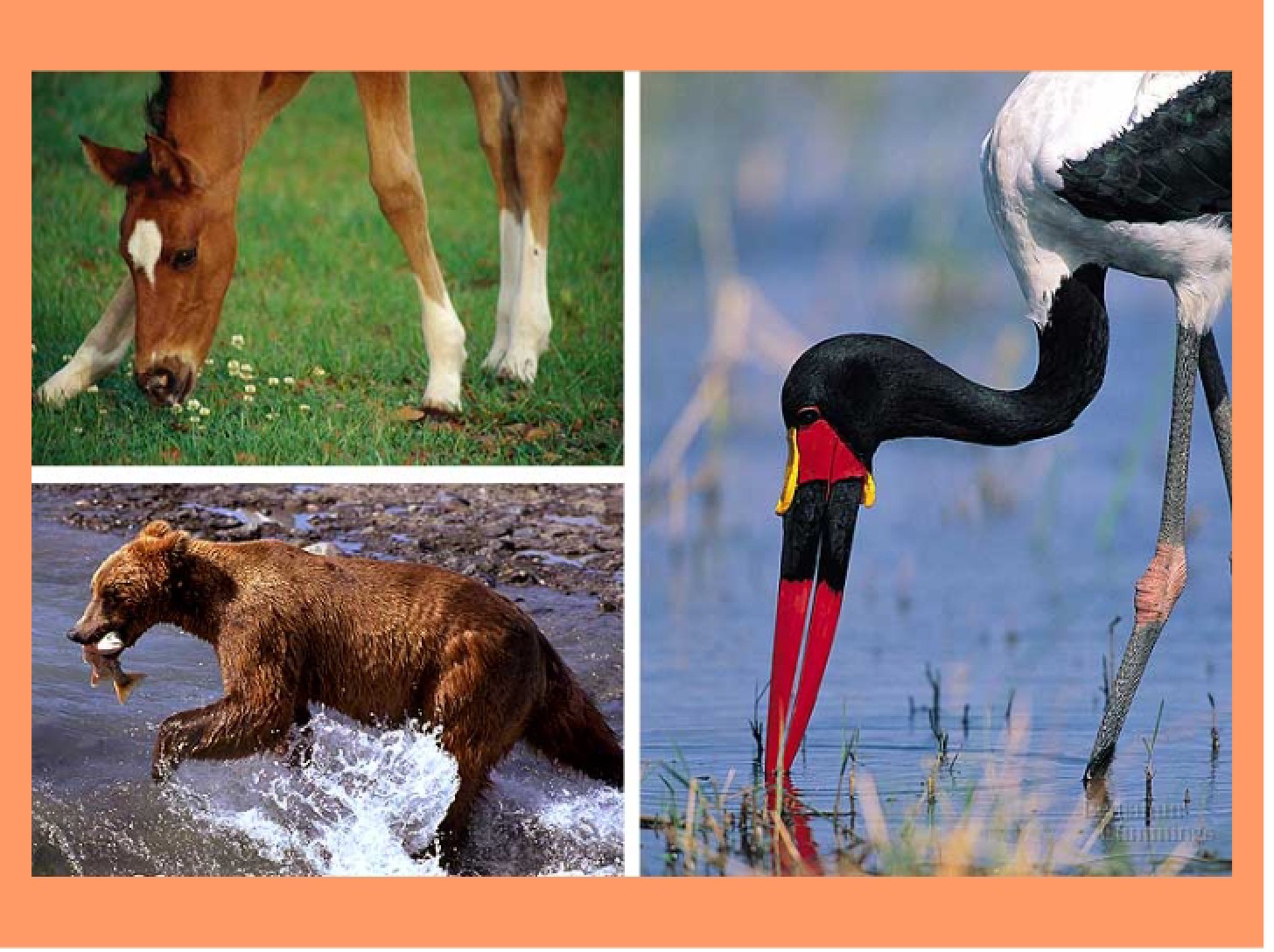 Nutrition in Animals