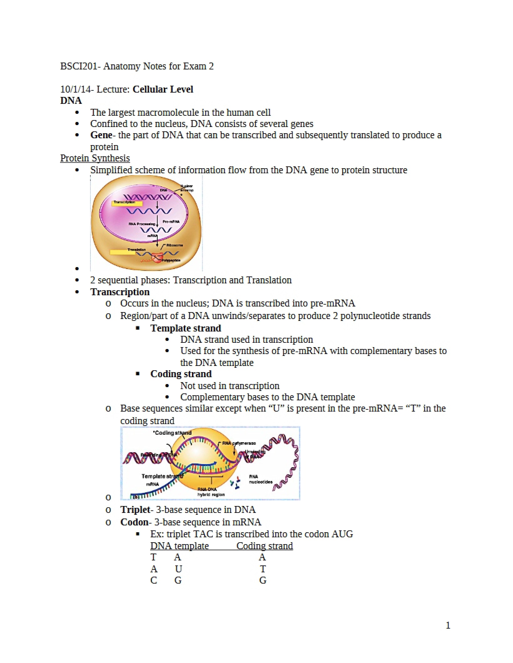 Notes for Second Anatomy Exam
