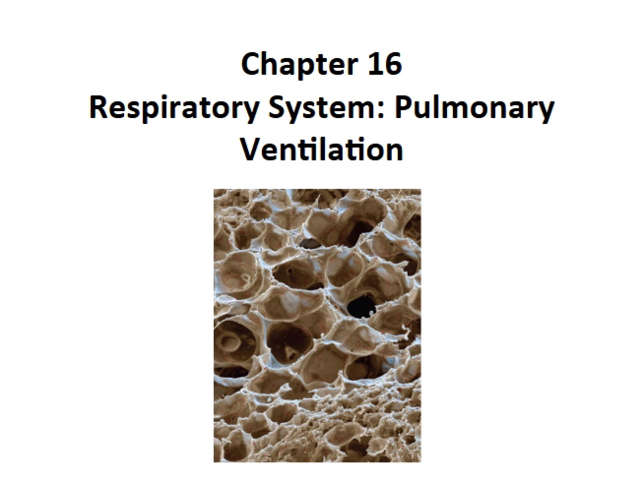 Topic 24 Handout Pulmonary Ventilation