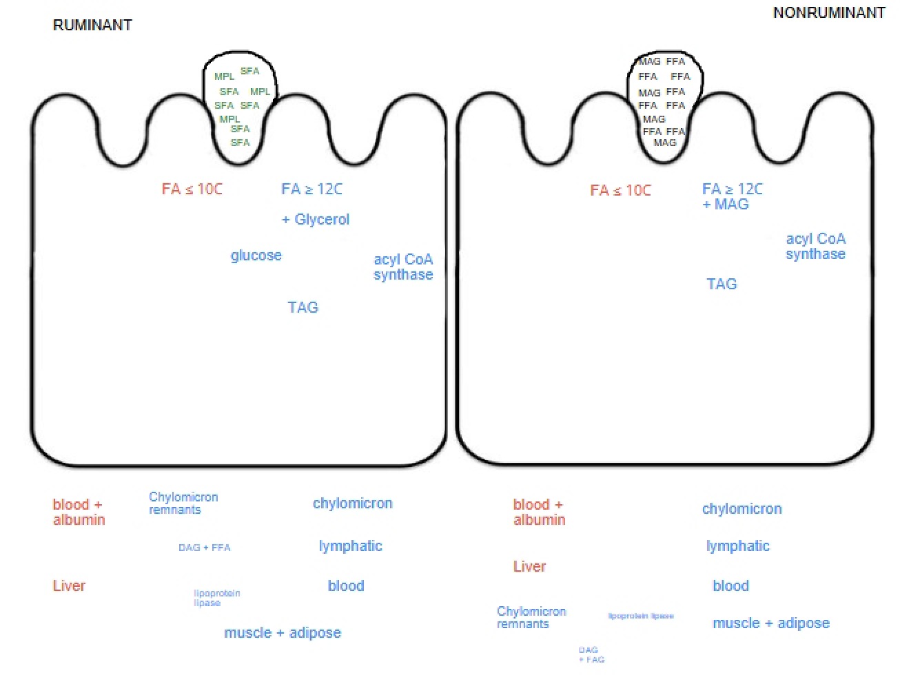 Fifth Assignment on the Enterocyte