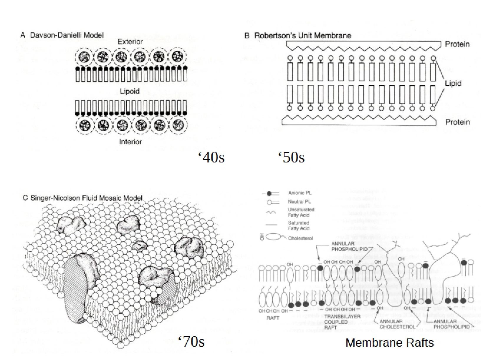 Membrane Microdomains Overview