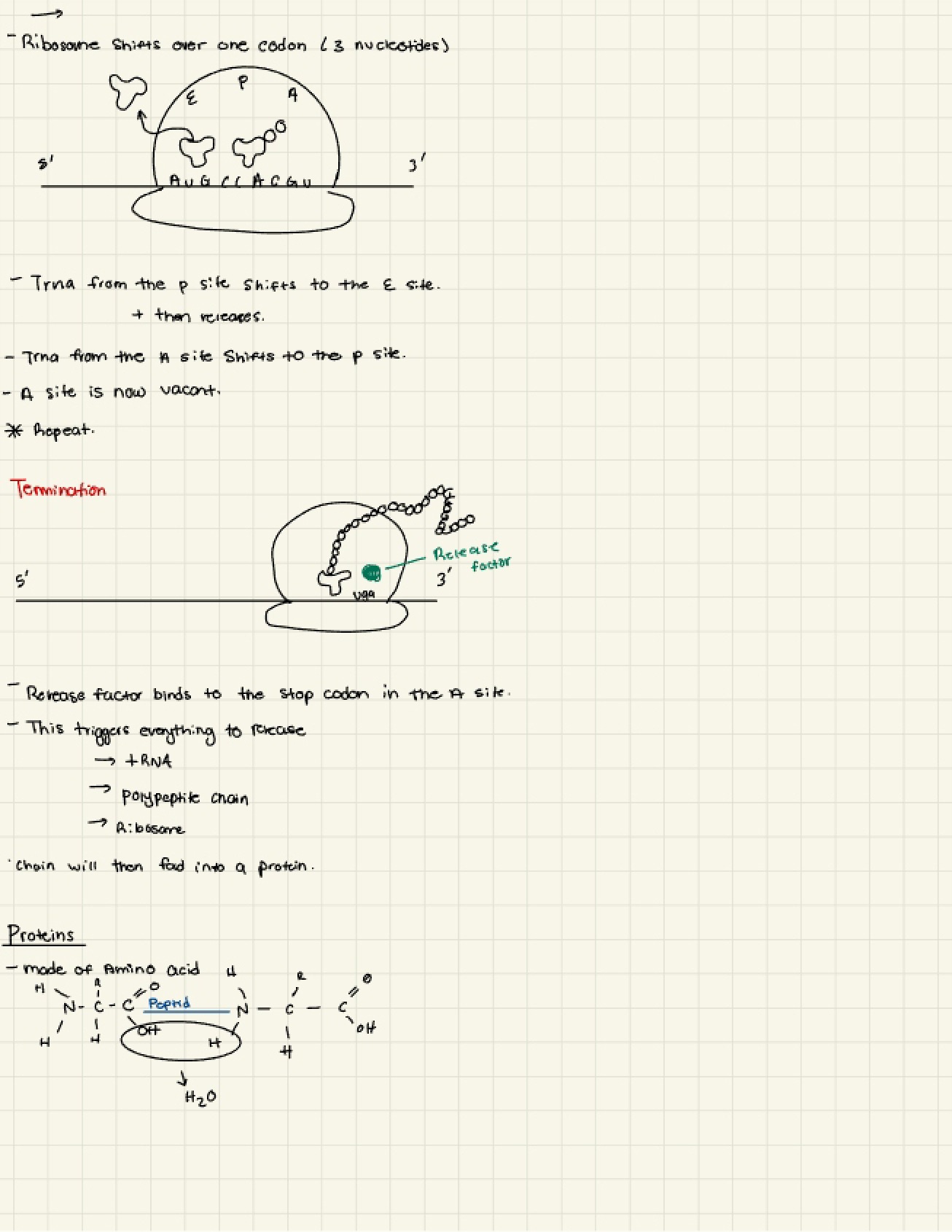 Class Notes - BIOL 152
