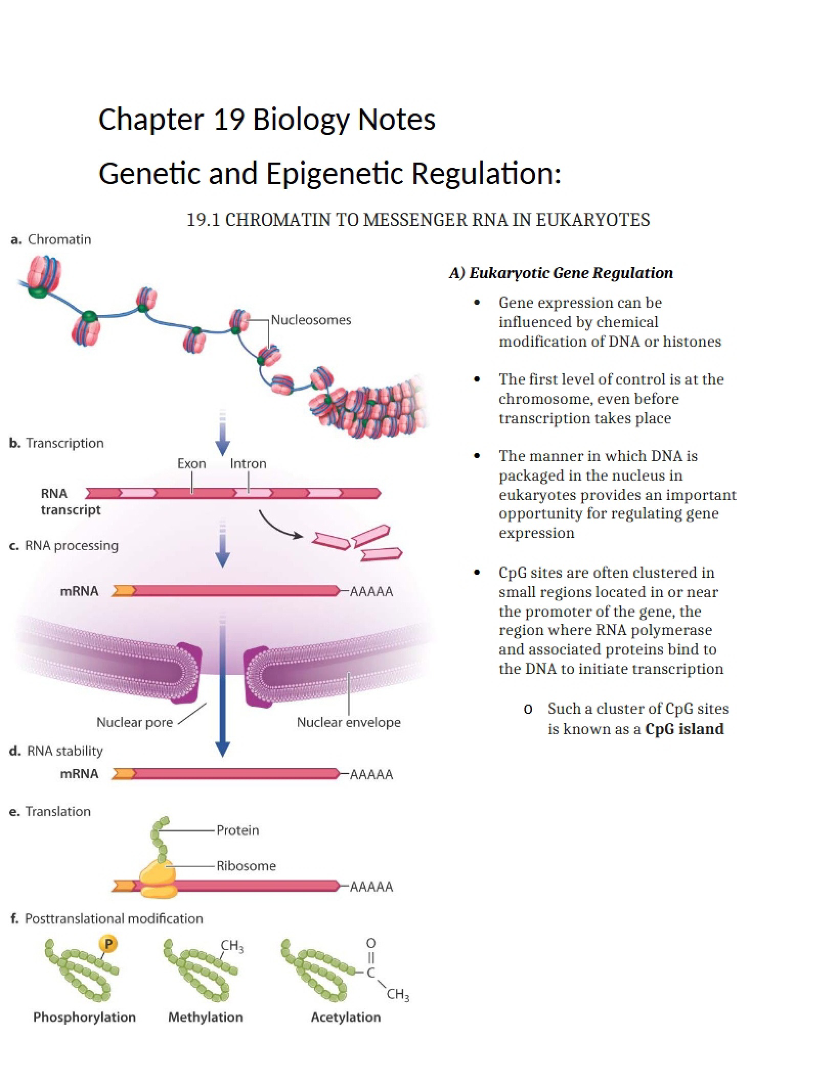 Regulation Genetic and Epigenetic