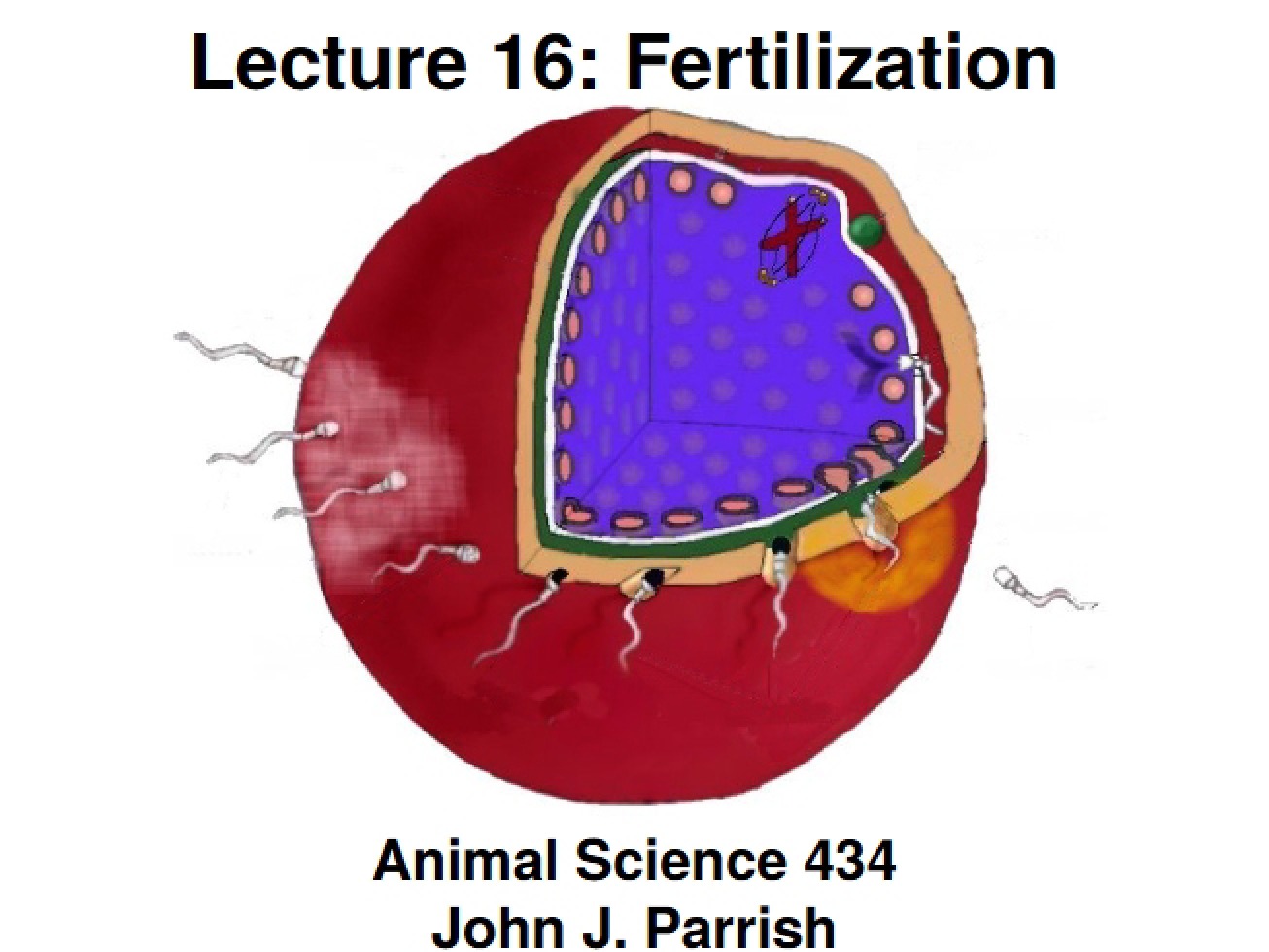 Process of Fertilization