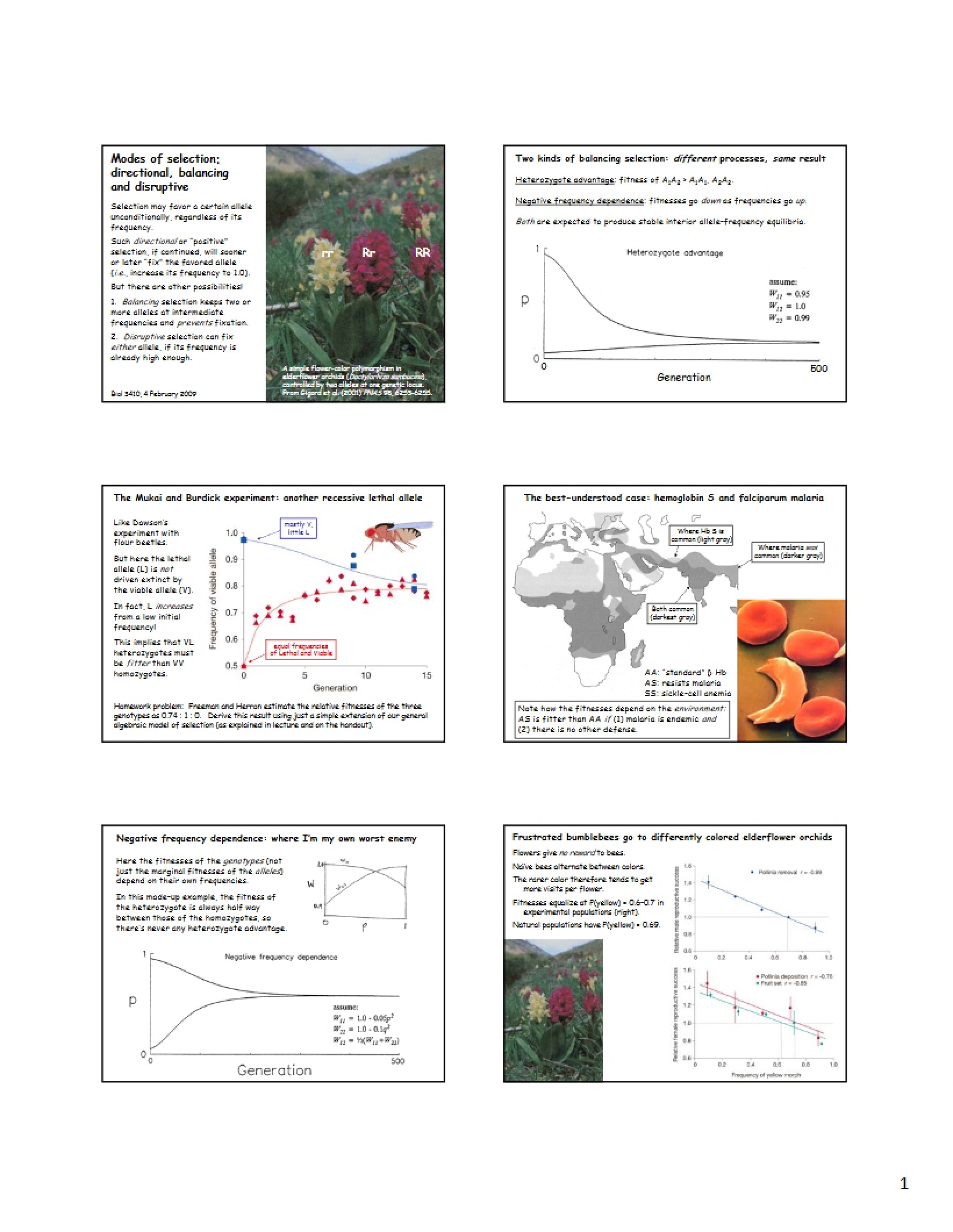 Directional, Balancing, and Disruptive Selection Modes