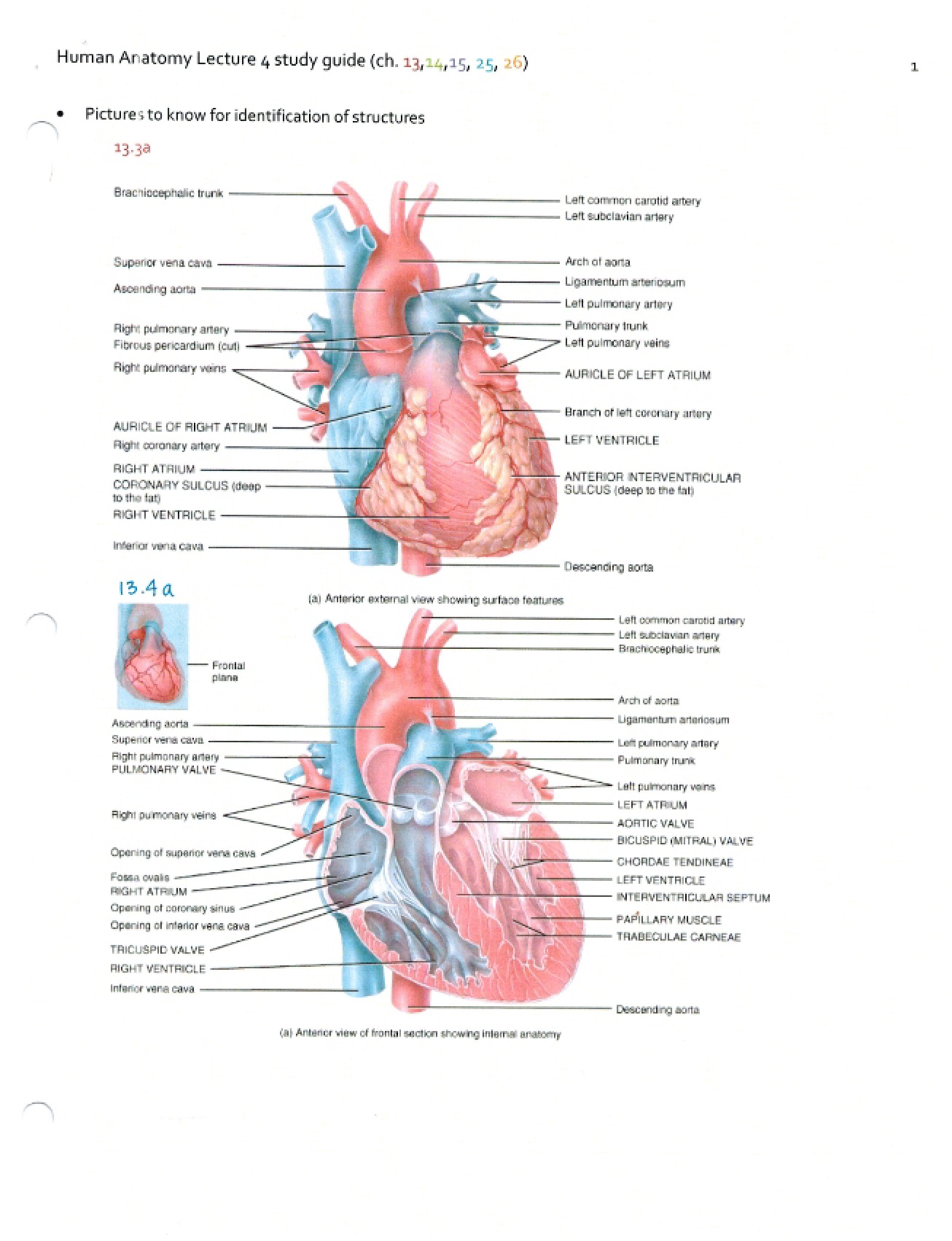 Introduction to Human Anatomy