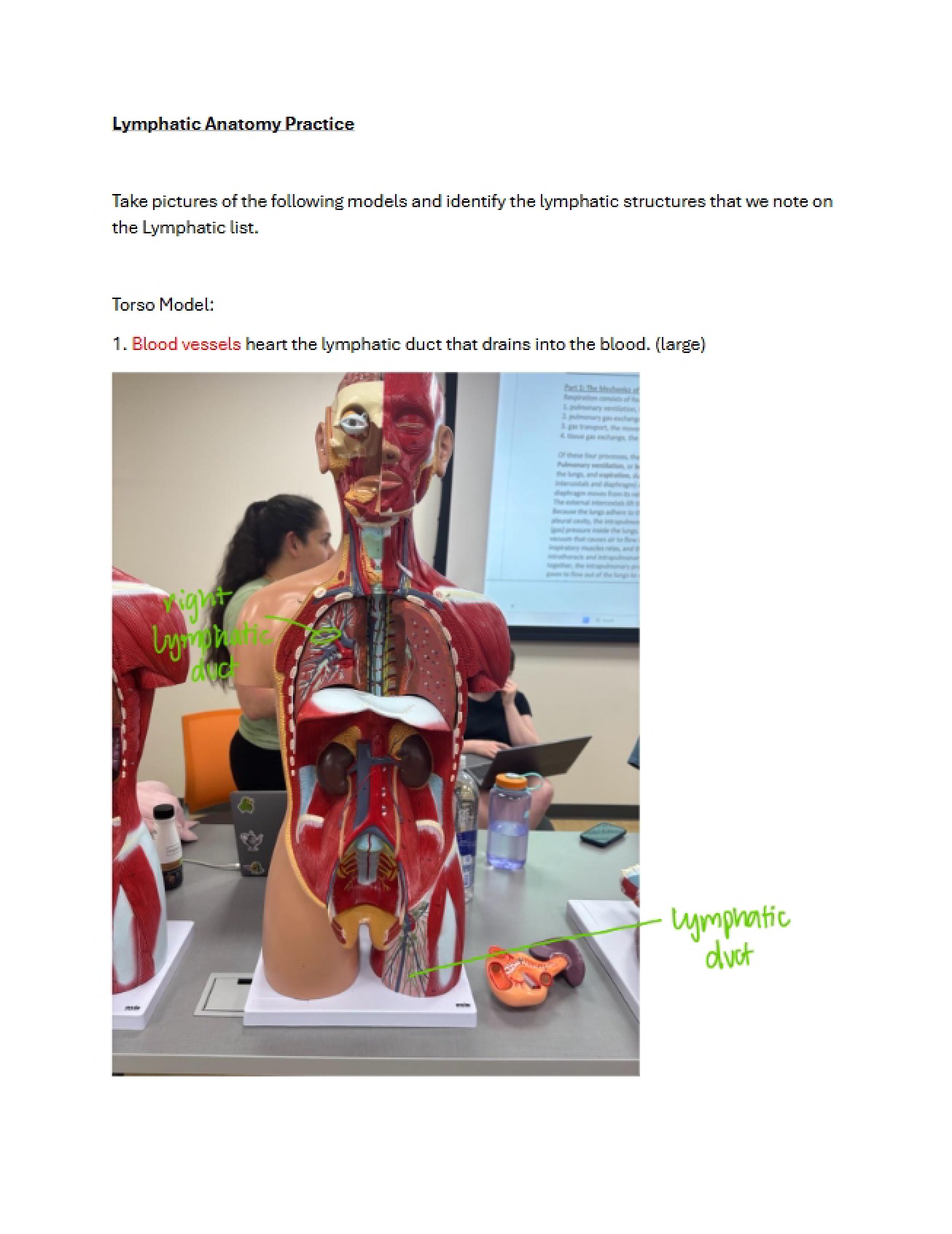 Practice Activity Lymphatic System