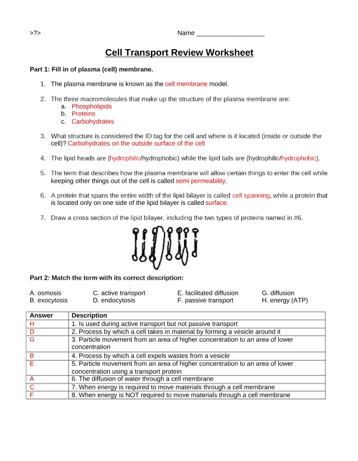Worksheet for Cell Transport Review