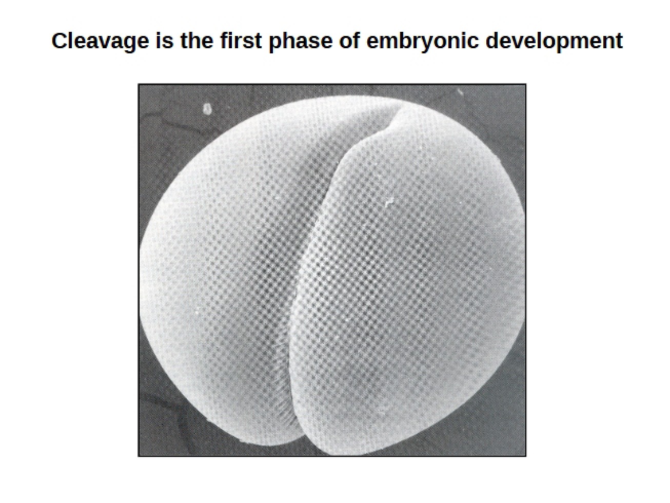 Cleavage in Developmental Biology