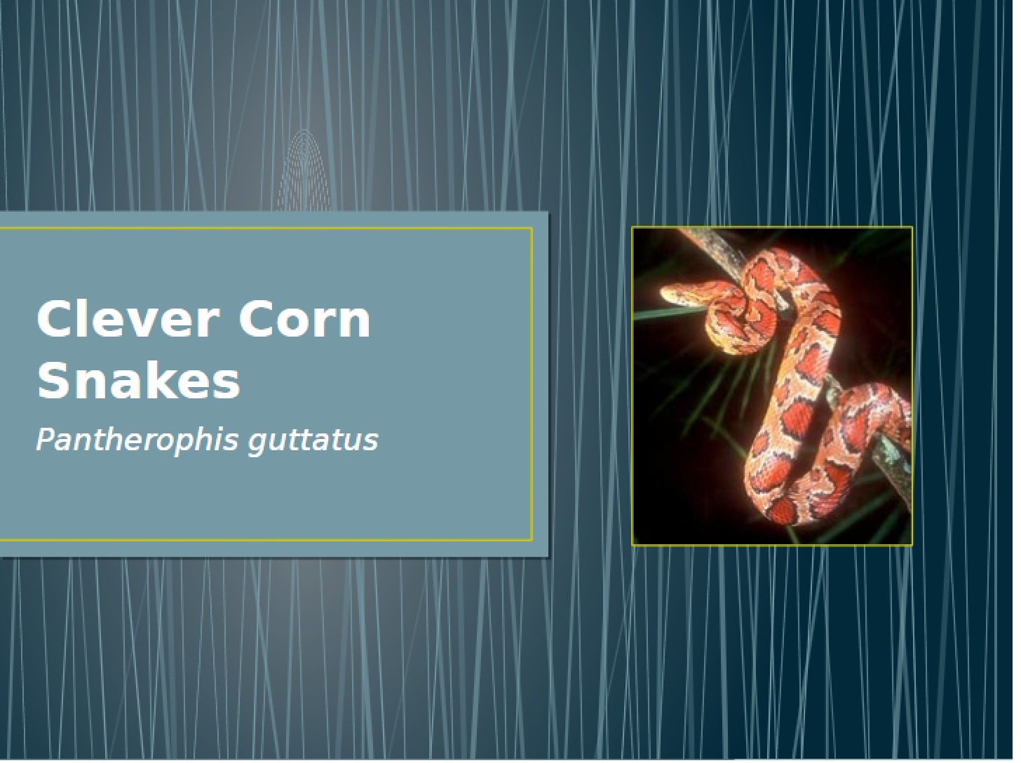 Corn Snakes (Clever)