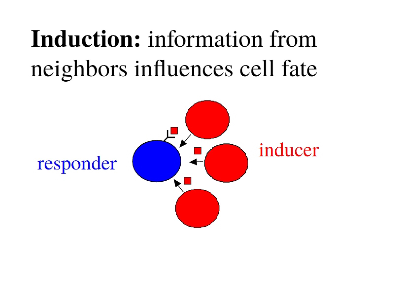 Neighboring Cell Influence Induction and Cell Fate