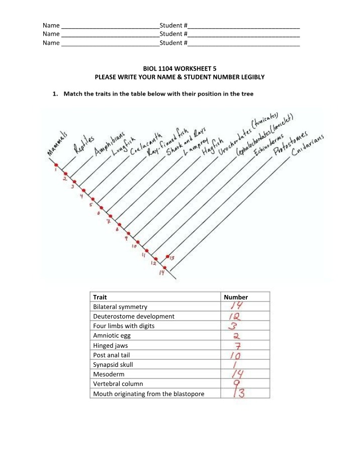 Worksheet 5 - BIOL 1104