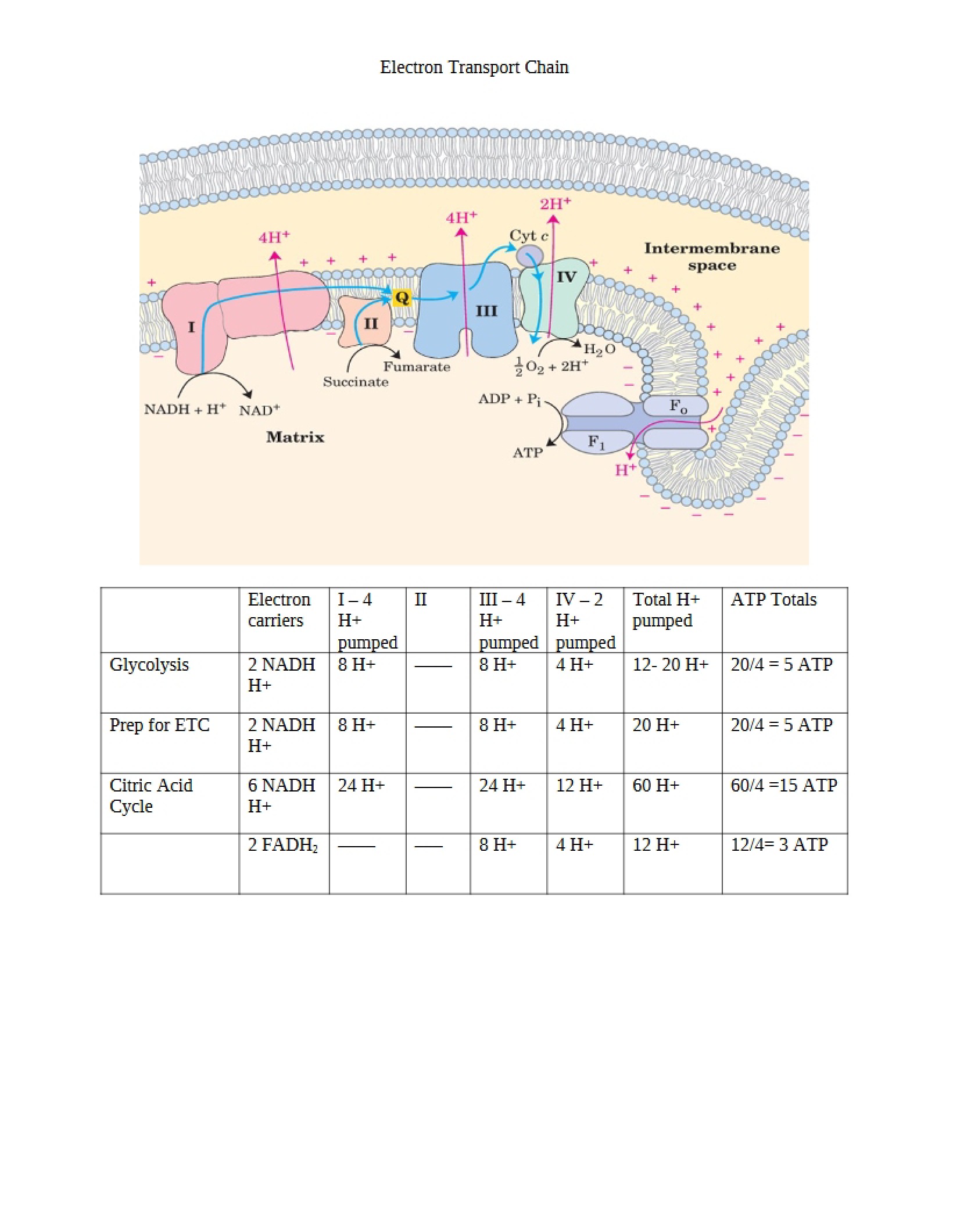 Chain of Electron Transport