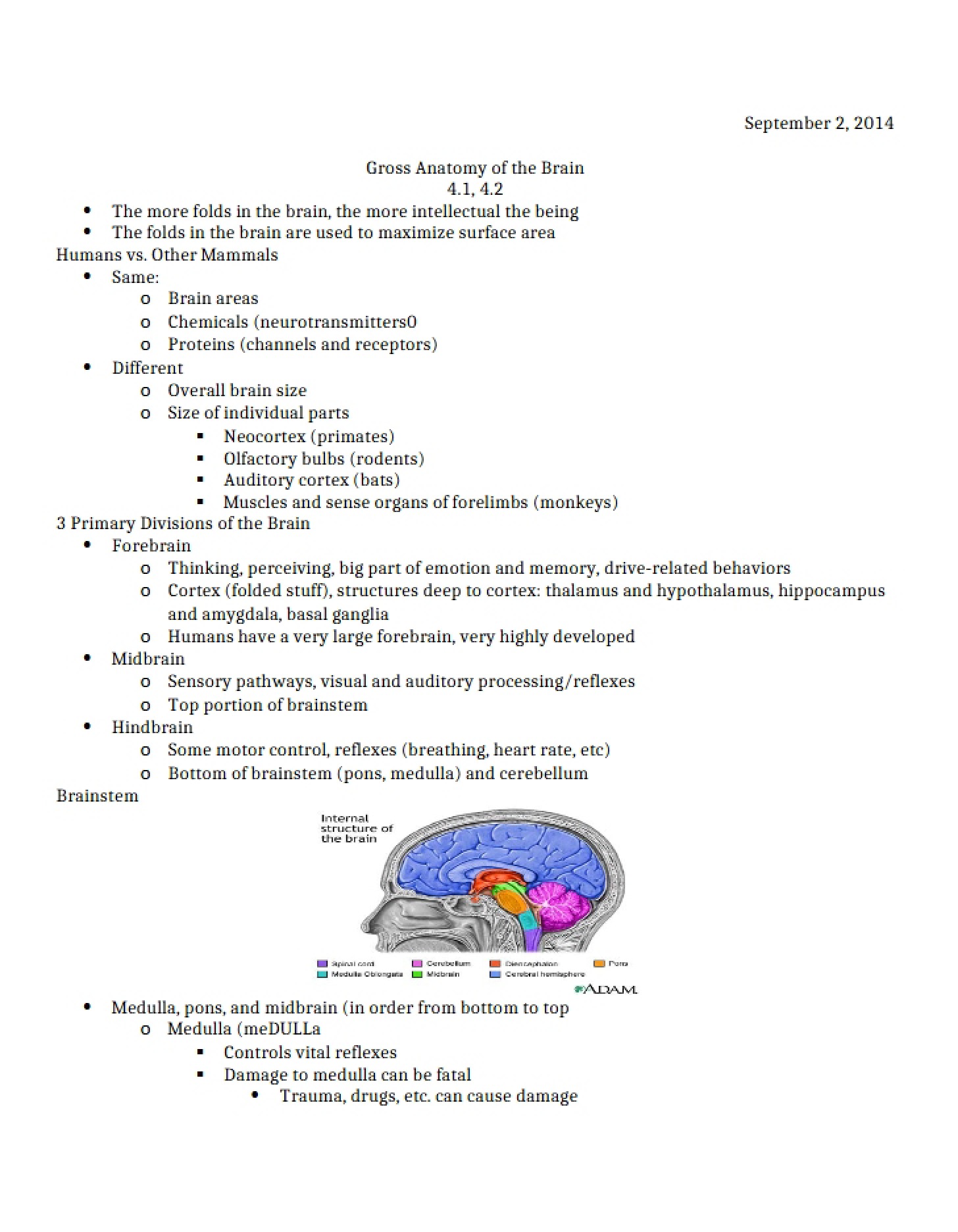 Brain Anatomy Gross Structure