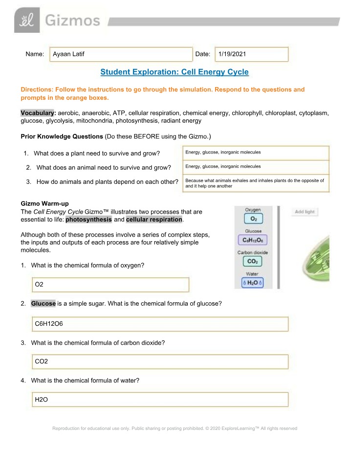 Photosynthesis and Cellular Respiration - Cell Energy Cycle