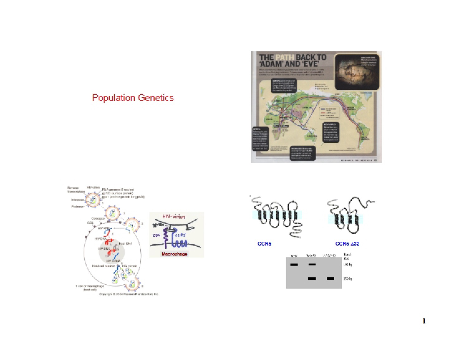 Population Genetics Overview