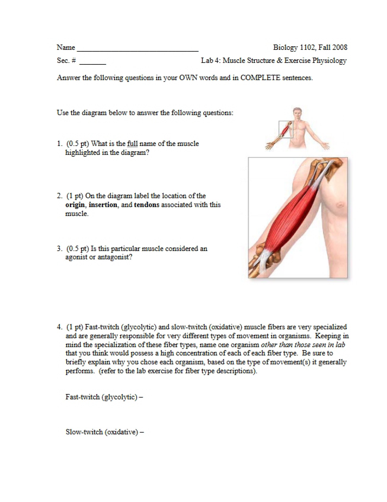 Muscle Structure and Exercise Physiology - BIOL 1102
