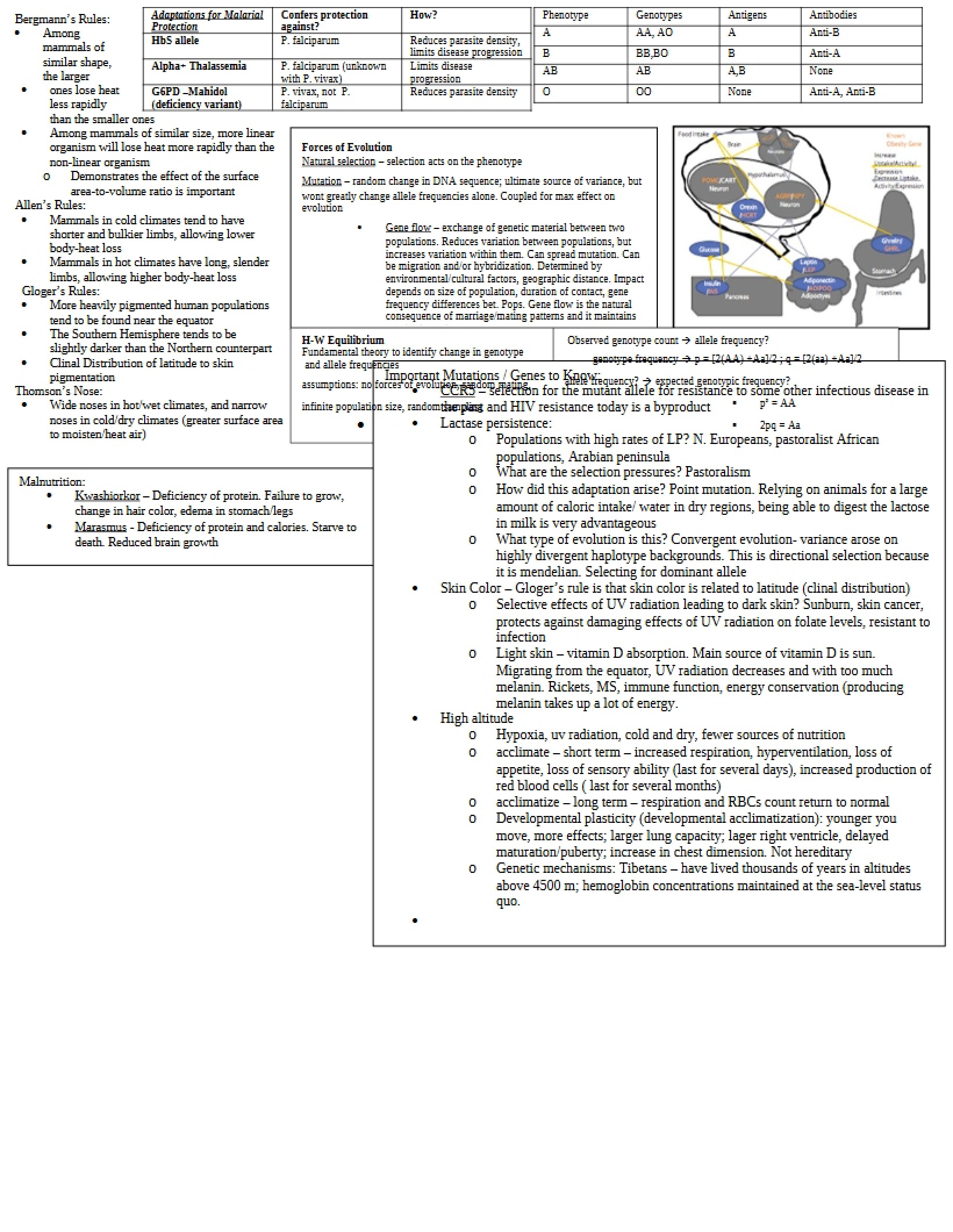 Rules of Bergmann