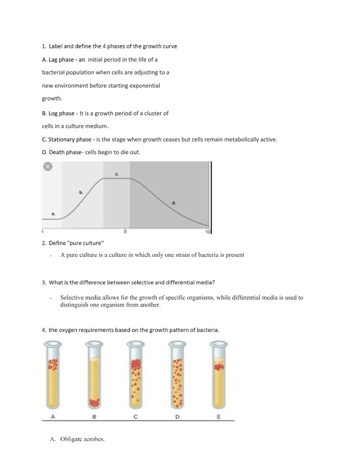 Worksheet on Prokaryote Growth
