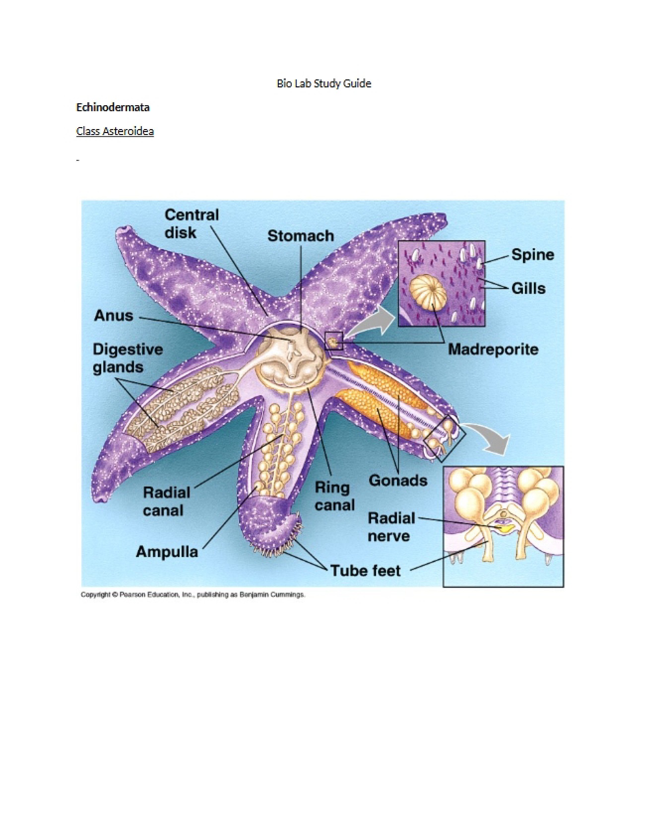 Laboratory Study Guide for Biology