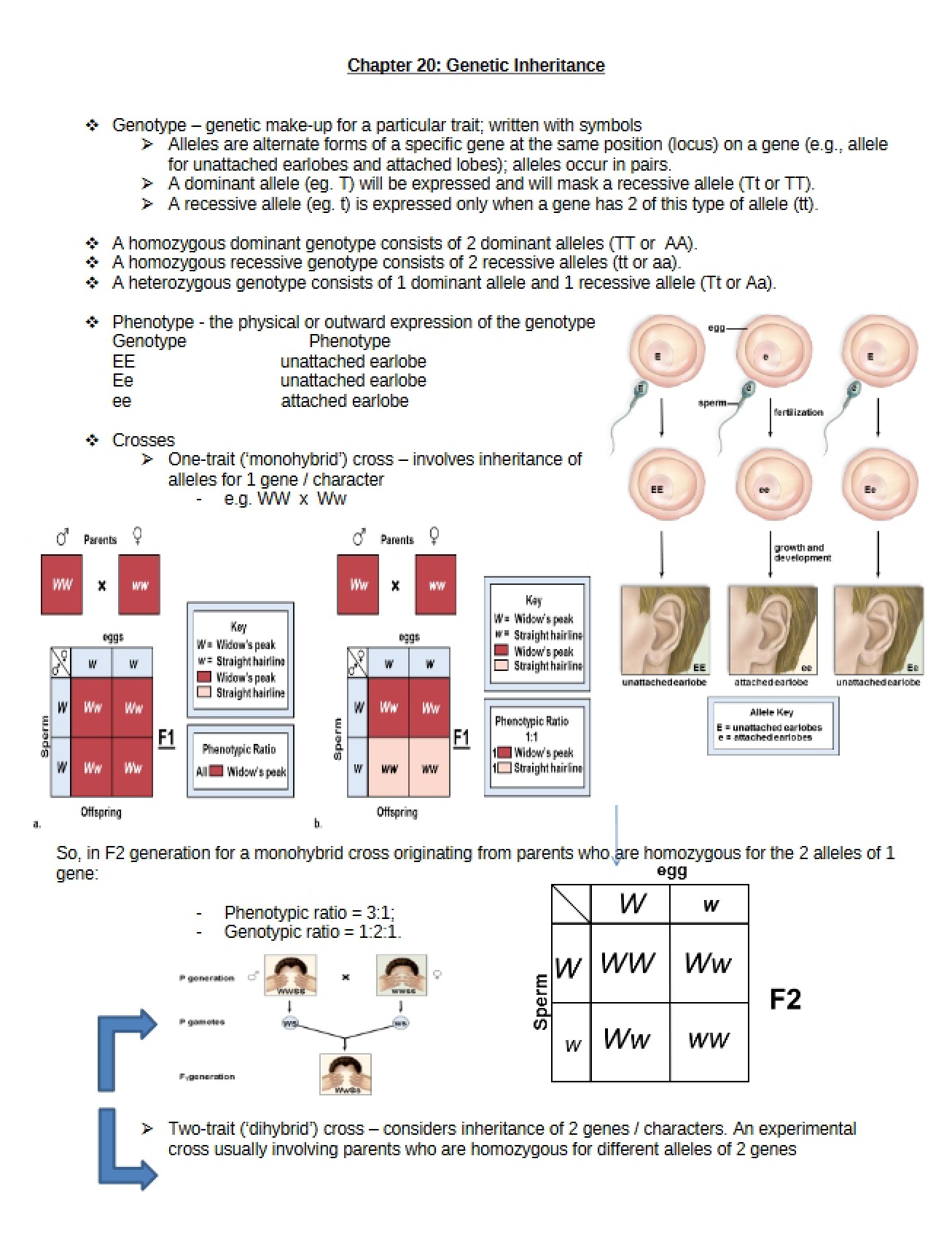 Inheritance of Genetics (Chapter 20)