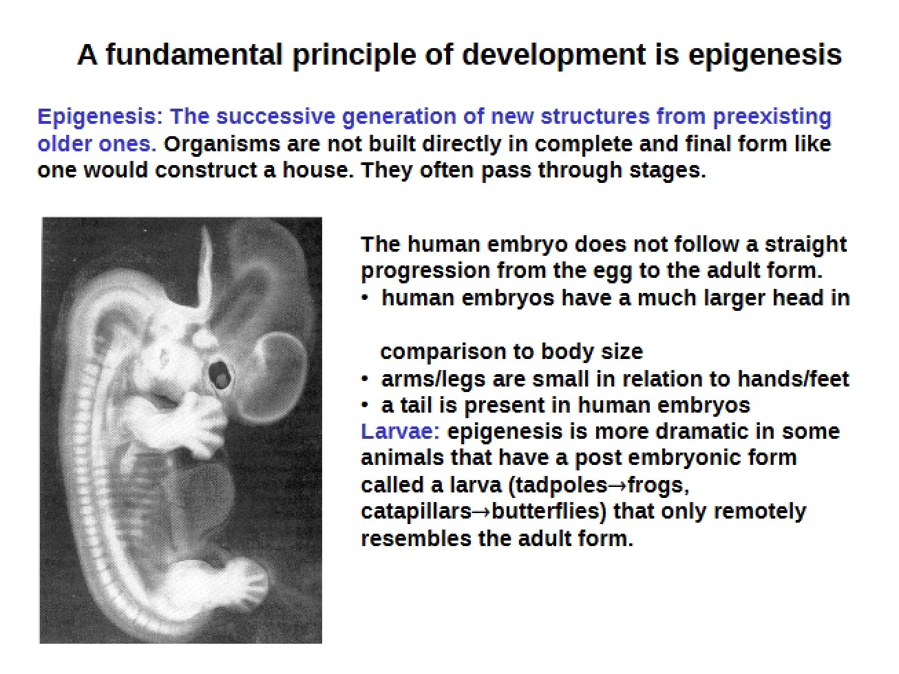 Developmental Biology Final Review