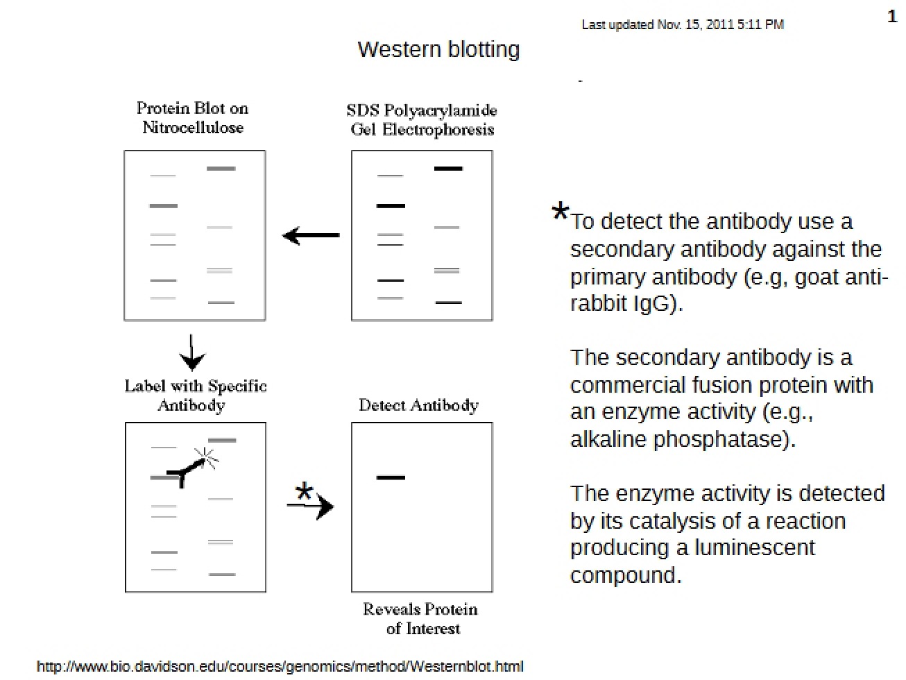 Blotting Western