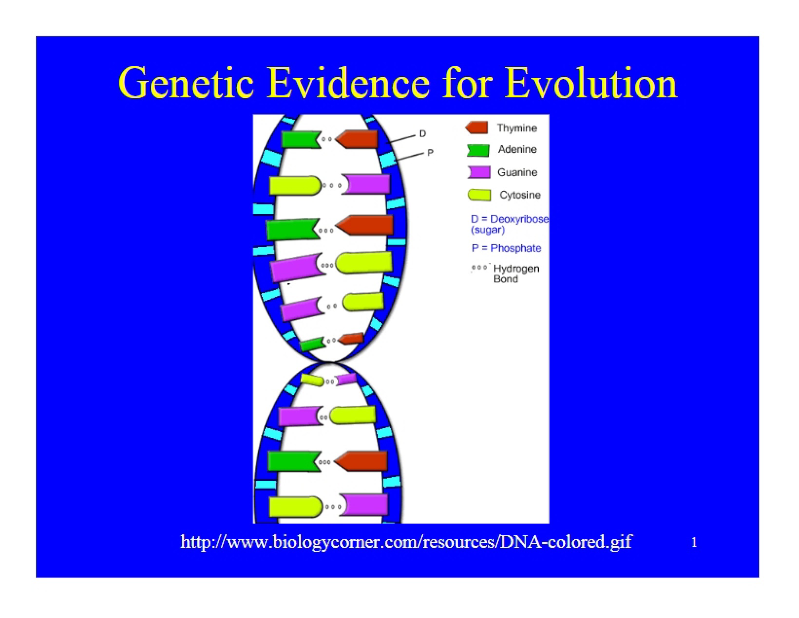 Evolution Genetic Evidence