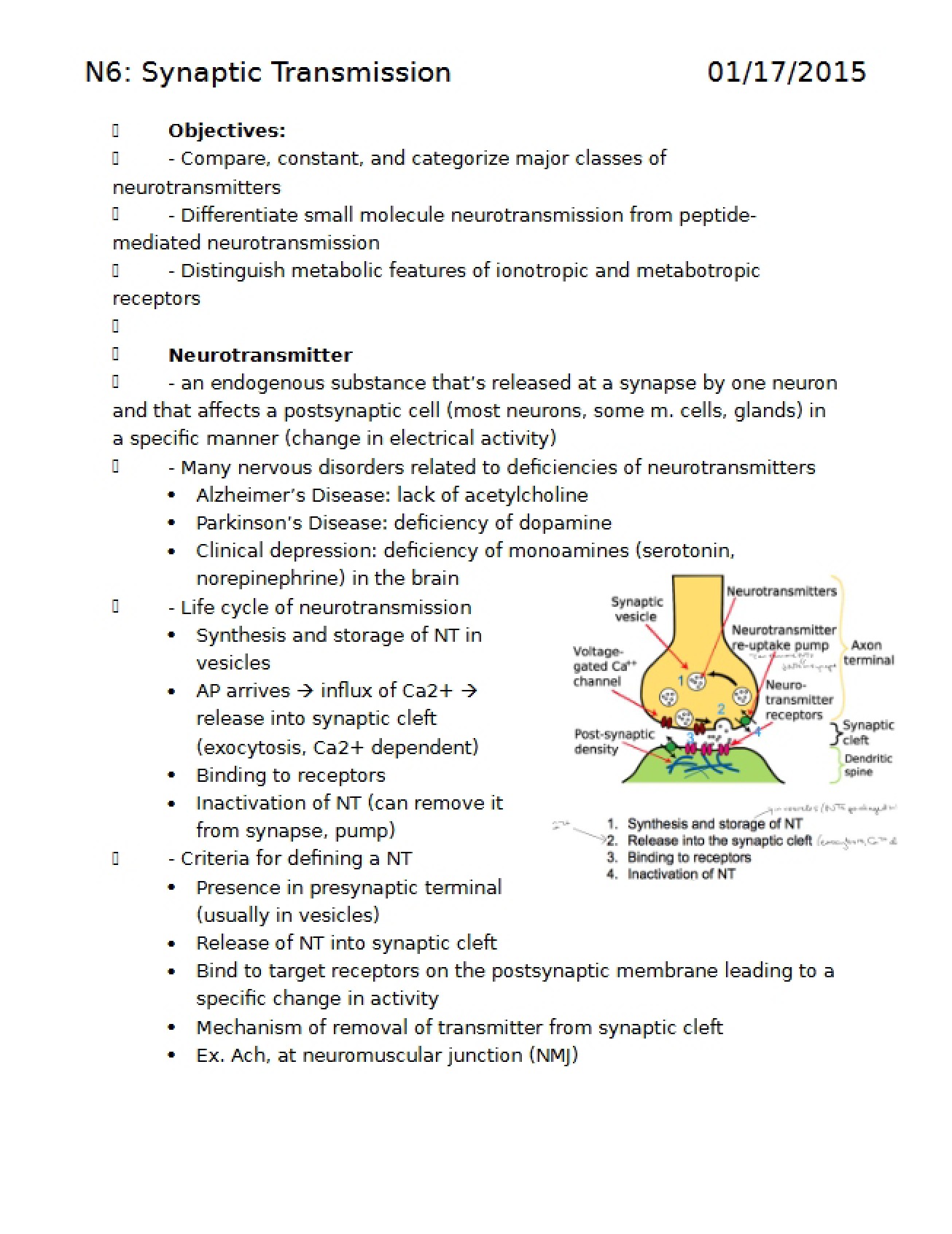 Lecture Review Synaptic Transmission
