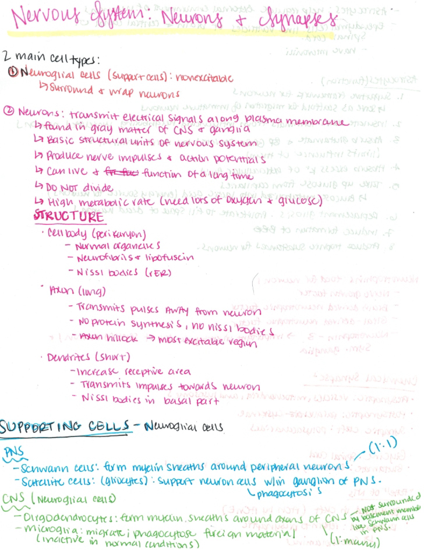 Nervous System