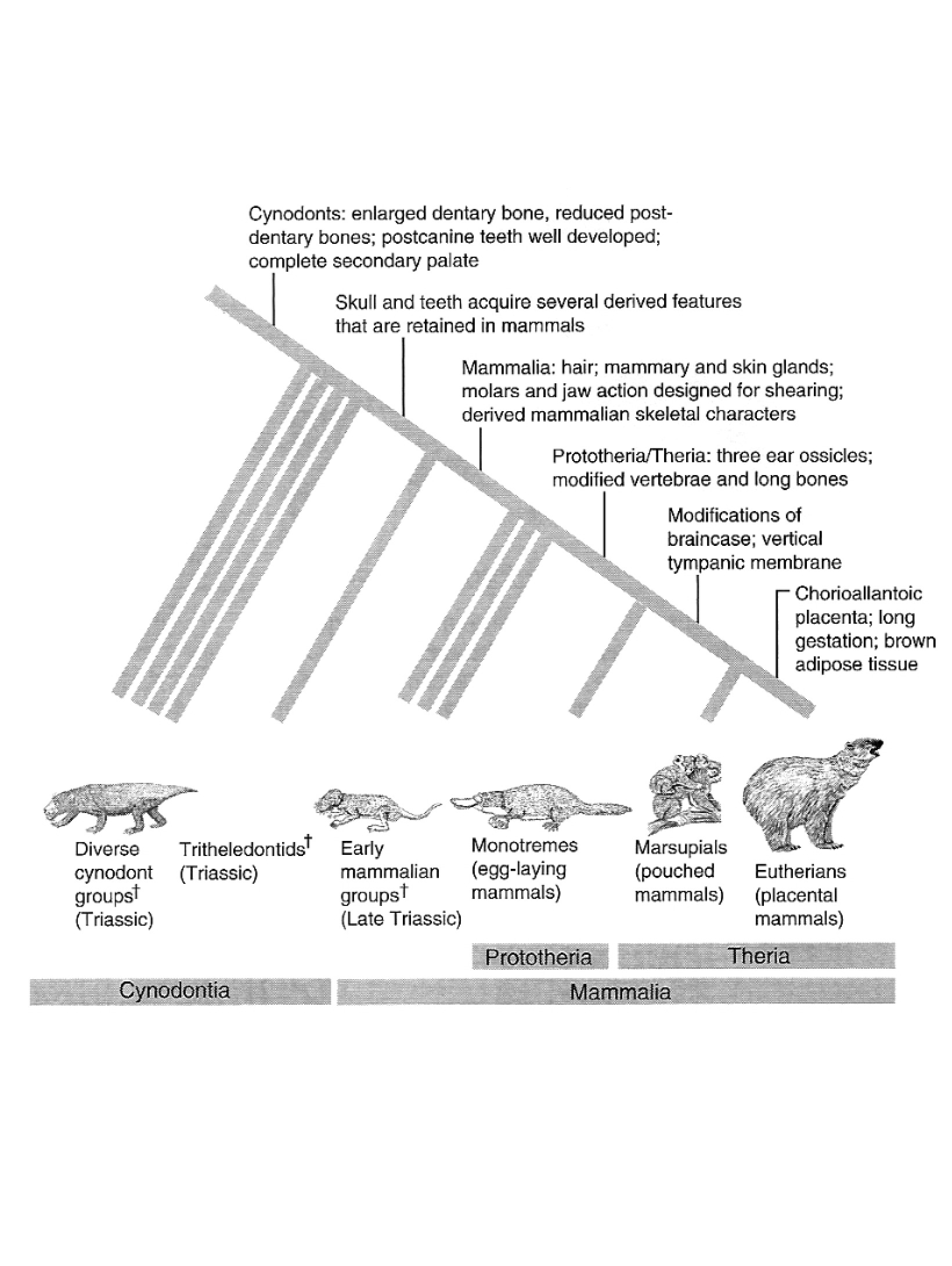 Study of Cynodonts