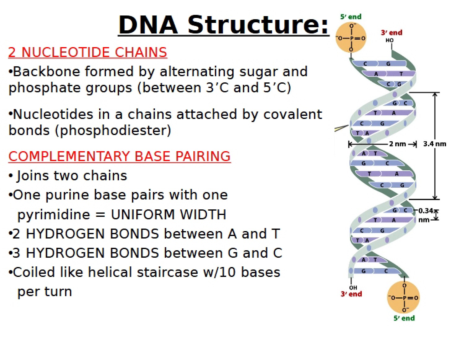 Fall 16 Synthesis of DNA - MCB 2410