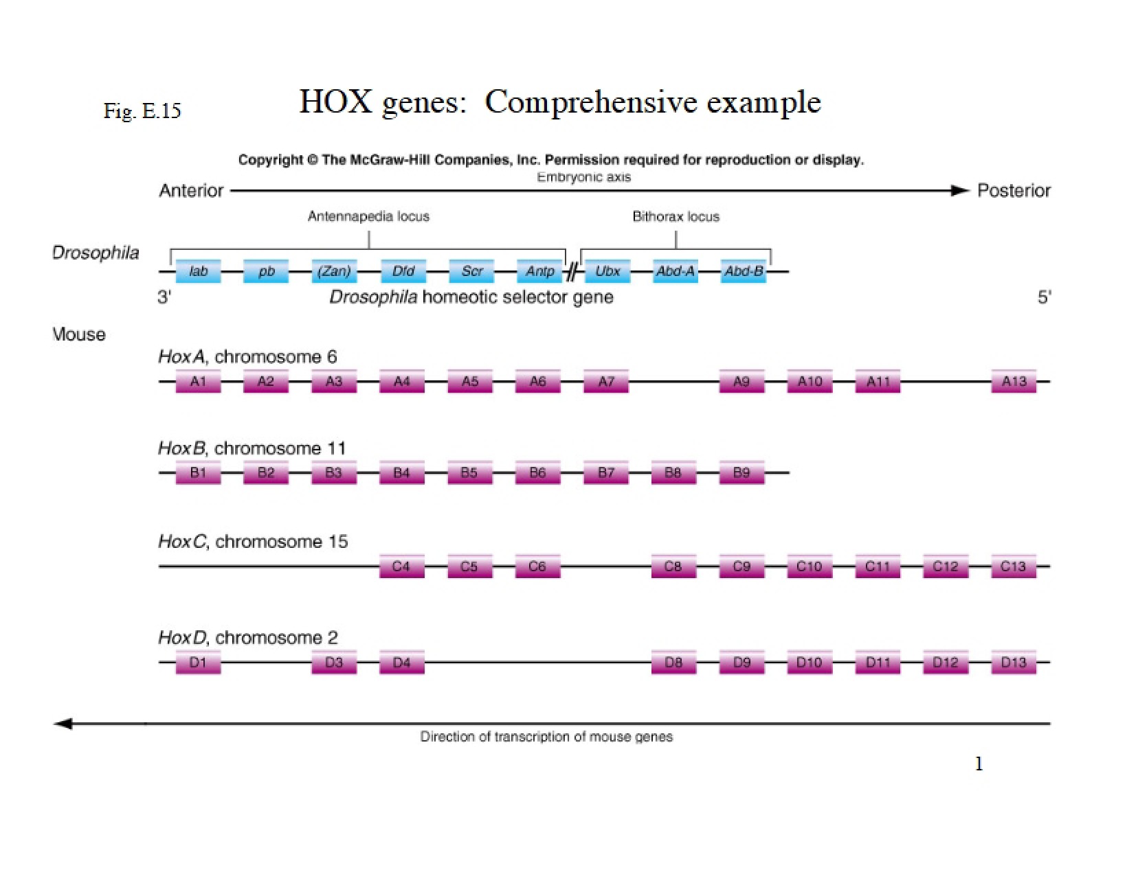 Developmental Biology HOX Gene Case Studies