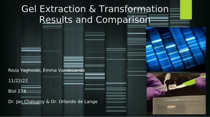 Results and Comparison of Gel Extraction and Transformation