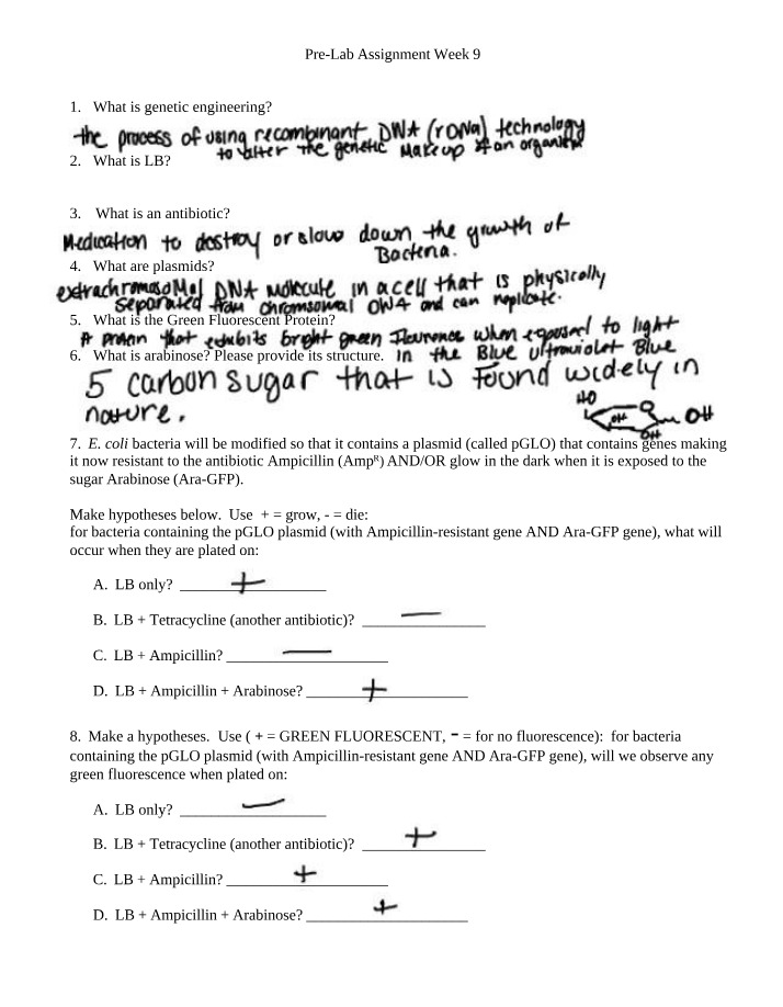 Genetic Engineering and Plasmids - Pre-Lab