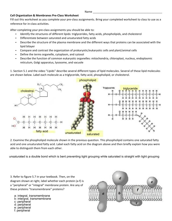 Cell Organization and Membranes Worksheet 10