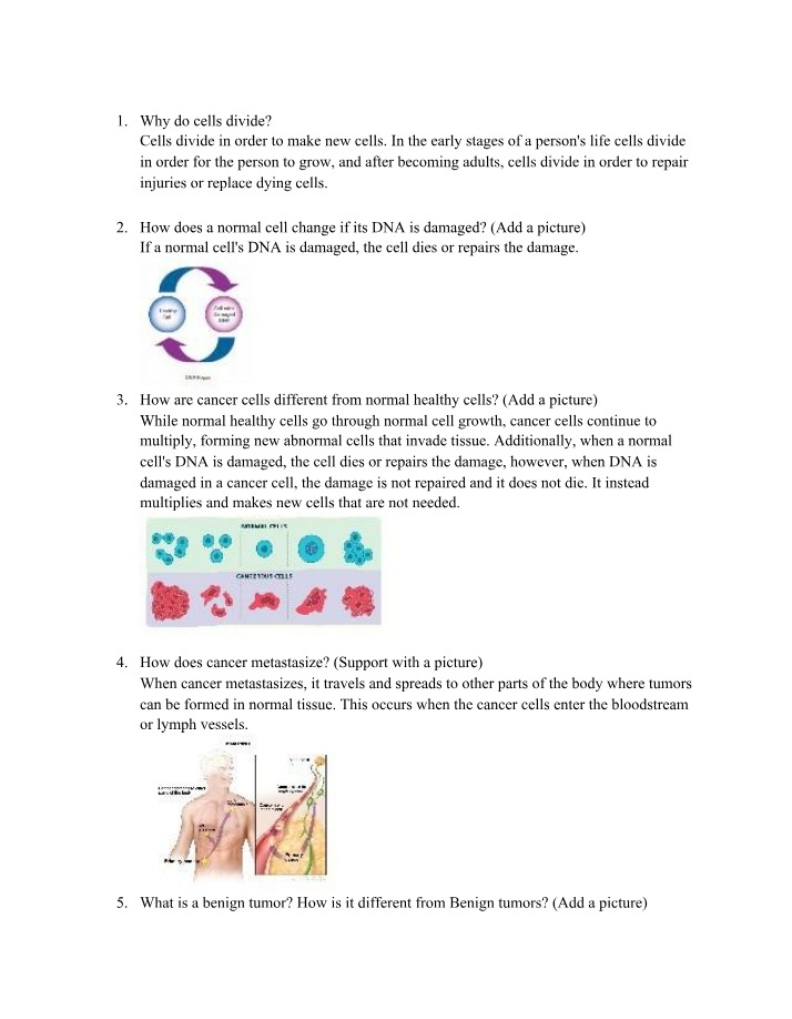 Why Cells Divide - The Importance of Cell Division